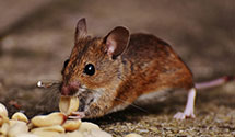 24 Hour & Emergency Exterminators in Washingtonville, OH